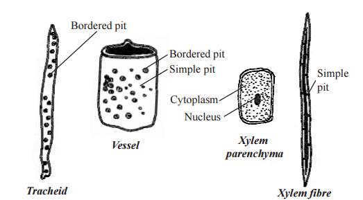 kinds of xylem cells botany 12 std tamilnadu tn