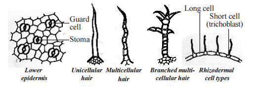 epidermal tissue system