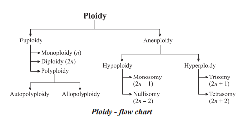 Numerical chromosomal aberrations ploidy flow chart 