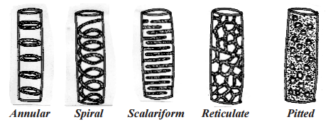 xylem tracheids wood components its parenchyma