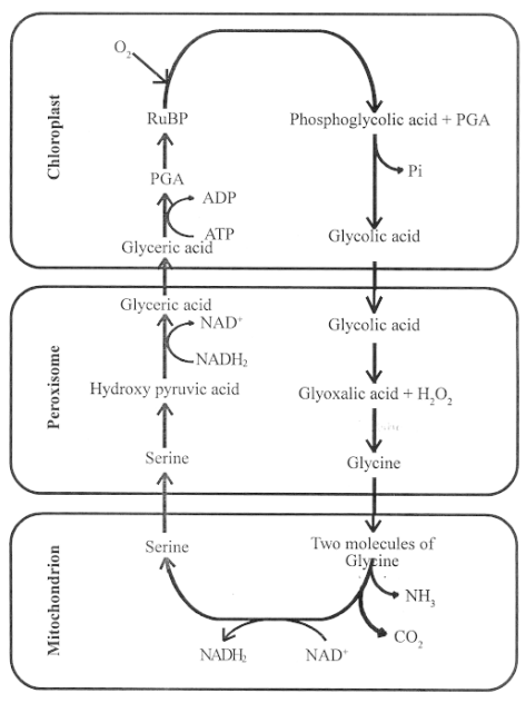 photorespiratory pathway